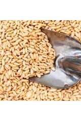 Dolmalık Fıstık 500 gr